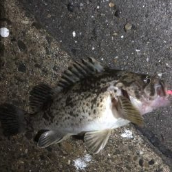 根魚の反応良好